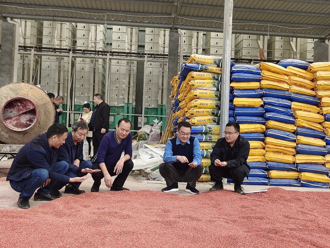 集團(tuán)公司黨委書記、董事長鄧華一行前往仁壽種植基地調(diào)研